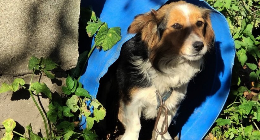 Gmina Sierakowice - kolejny piesek uratowany przez Animalsów