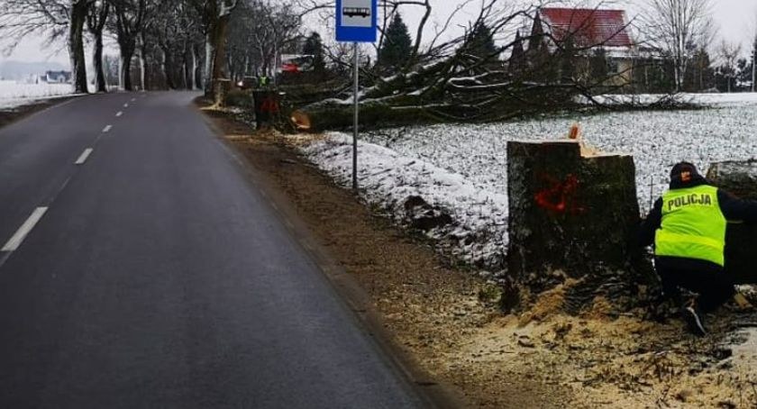 Ktoś znów podcina drzewa przy DW211?