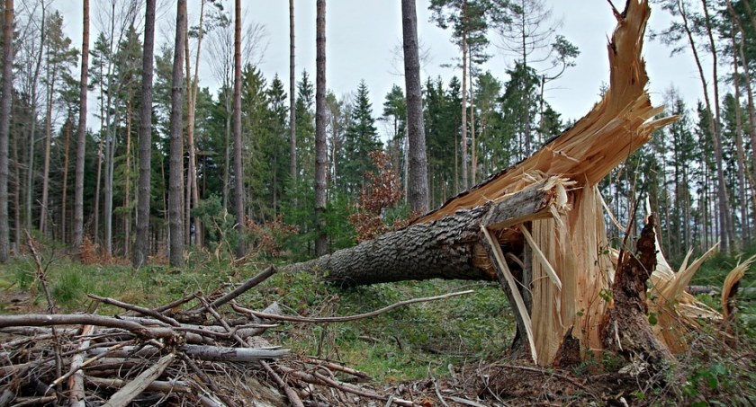 Nadciąga wichura! Są ostrzeżenia przed silnym wiatrem 
