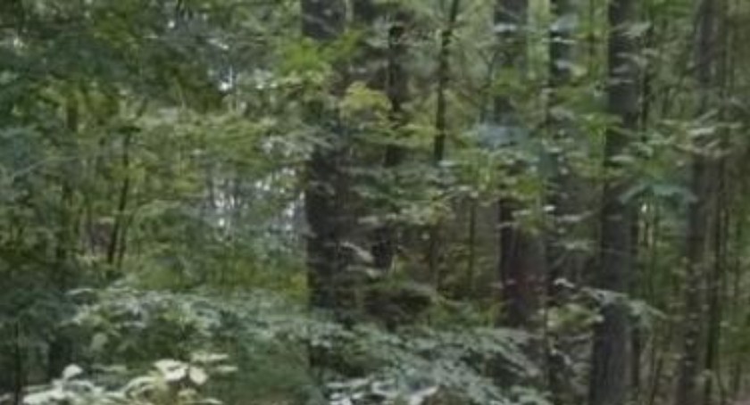 Somonino. Warsztaty przyrodnicze Bioblitz