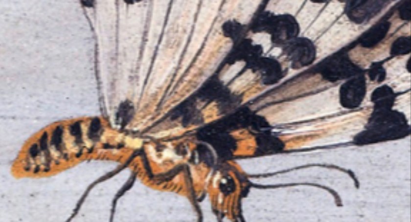 Sarni Dwór. Spacer edukacyjny z entomologiem