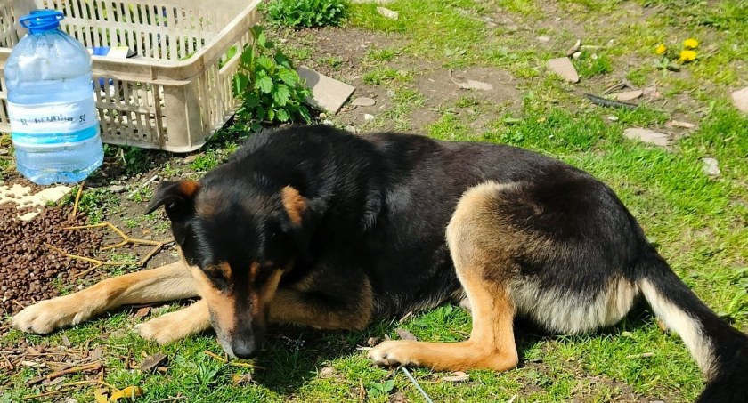 Wychudzony, z urazem nogi i bez schronienia - kolejna interwencja OTOZ Animals w powiecie