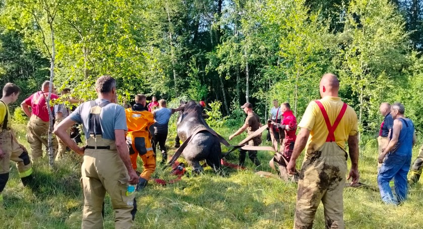 Niecodzienna akcja strażaków - ratowali tonące konie w bagnie