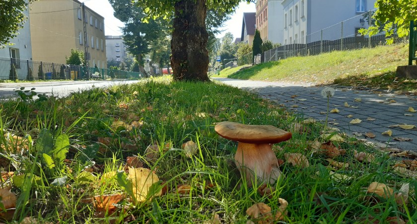 Grzyby w mieście? Nasz Czytelnik znalazł borowika niemal w centrum Kartuz
