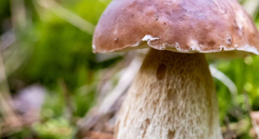 Kaszubski Park Krajobrazowy zaprasza na wystawę grzybów