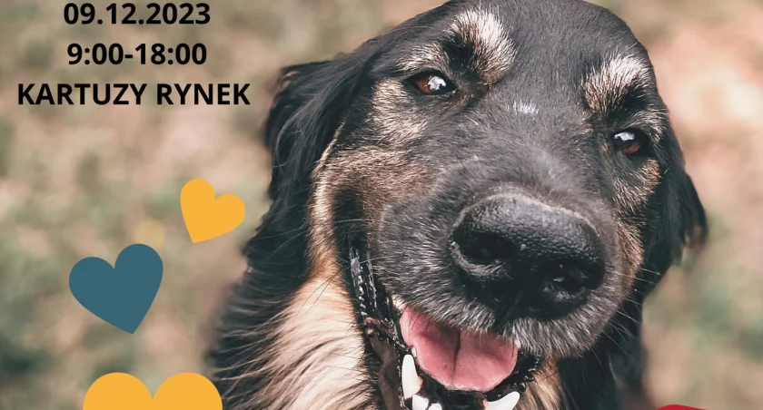 Prokowo/Kartuzy. Świąteczna zbiórka dla Ciapkowa