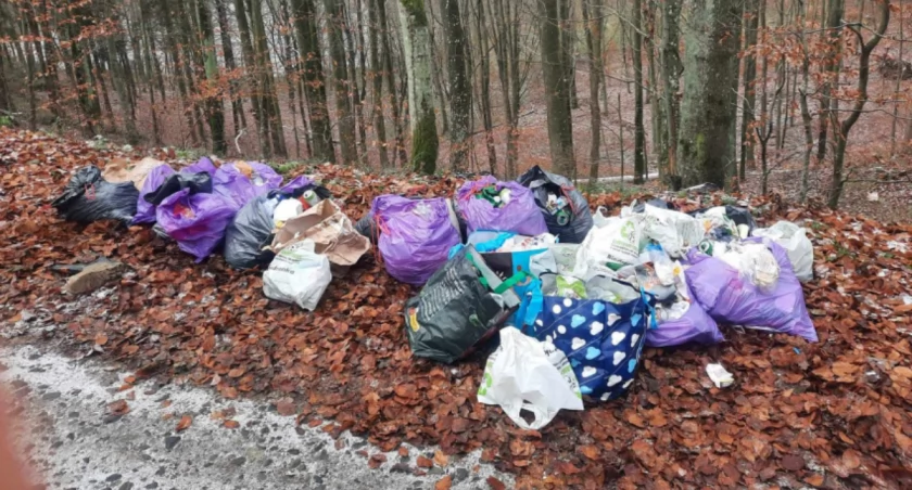 Wyrzucił 30 worków śmieci do lasu - szybko wpadł w ręce strażników miejskich