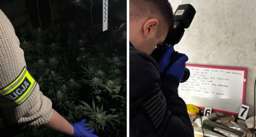 Policjanci zlikwidowali rodzinny biznes narkotykowy