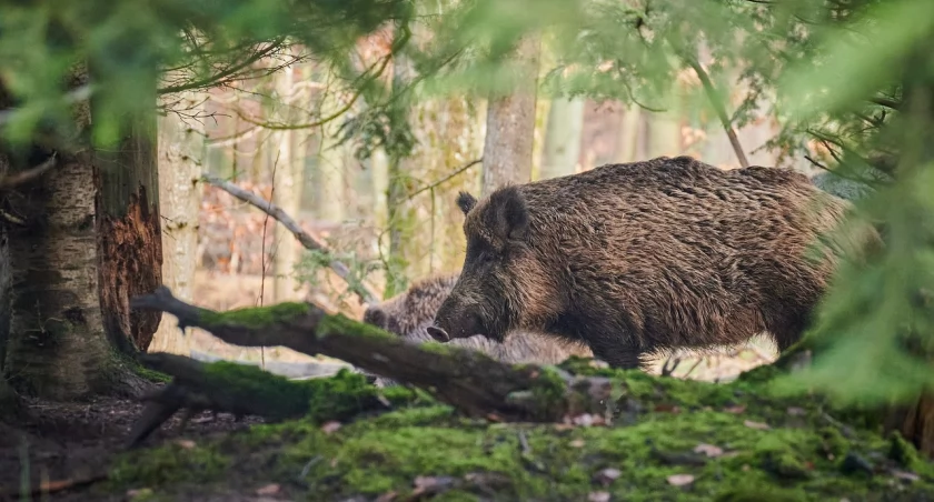 Zagrożenie wirusem ASF w gminie Żukowo! Gdzie zgłaszać takie przypadki?
