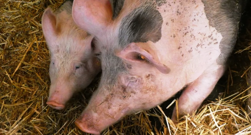 Gmina Żukowo włączona do strefy dotkniętej afrykańskim pomorem świń 