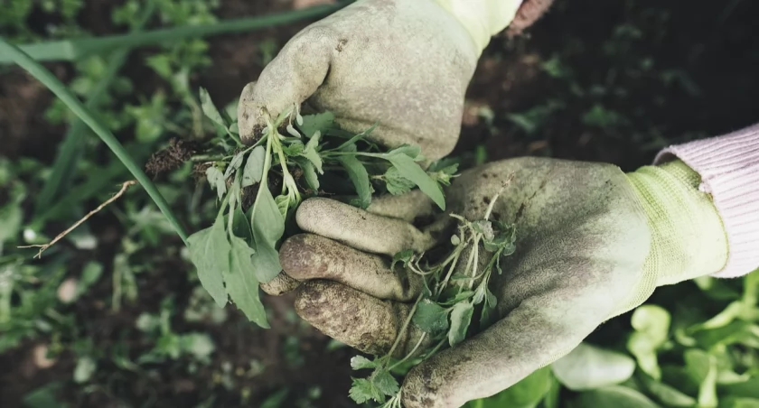 Gmina Somonino promuje ekologiczne rozwiązania zero waste