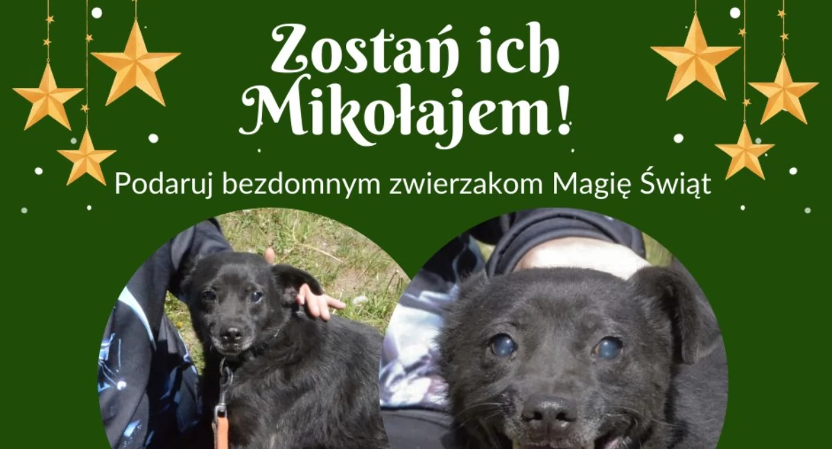 Zima w schronisku dla bezdomnych zwierząt w Kościerzynie