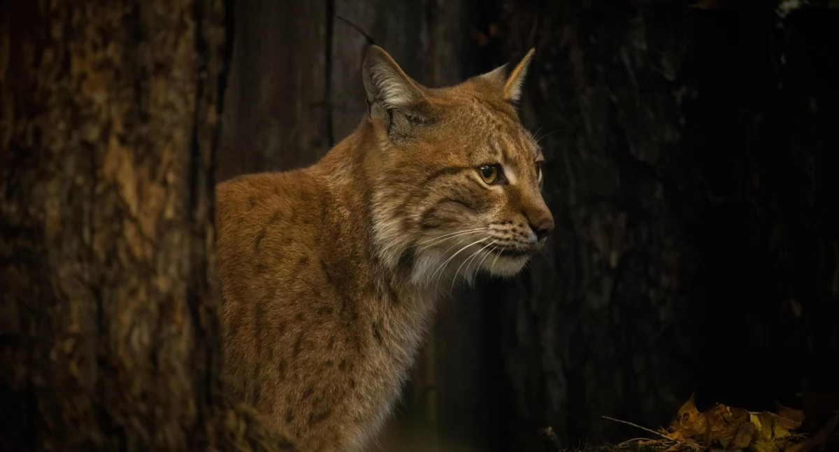 Ryś na Kaszubach. Zobacz nagranie z fotopułapki