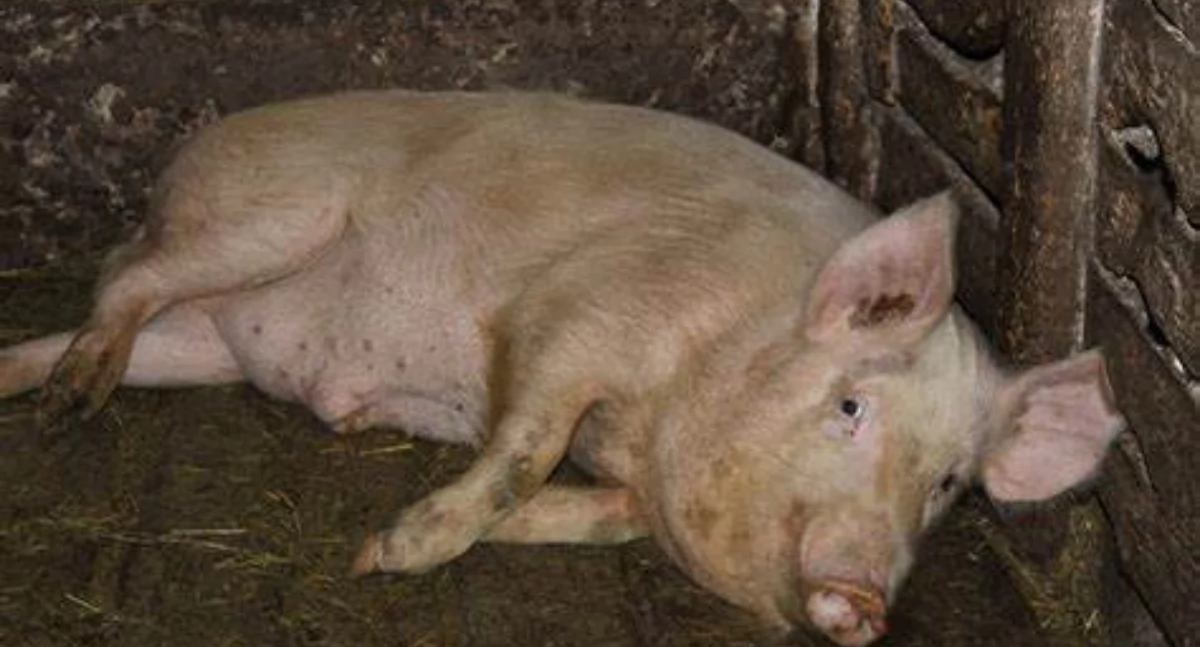 ASF na Pomorzu - hodowcy świń z gminy Sierakowice w strefie niebieskiej ASF – w środę ważne spotkanie