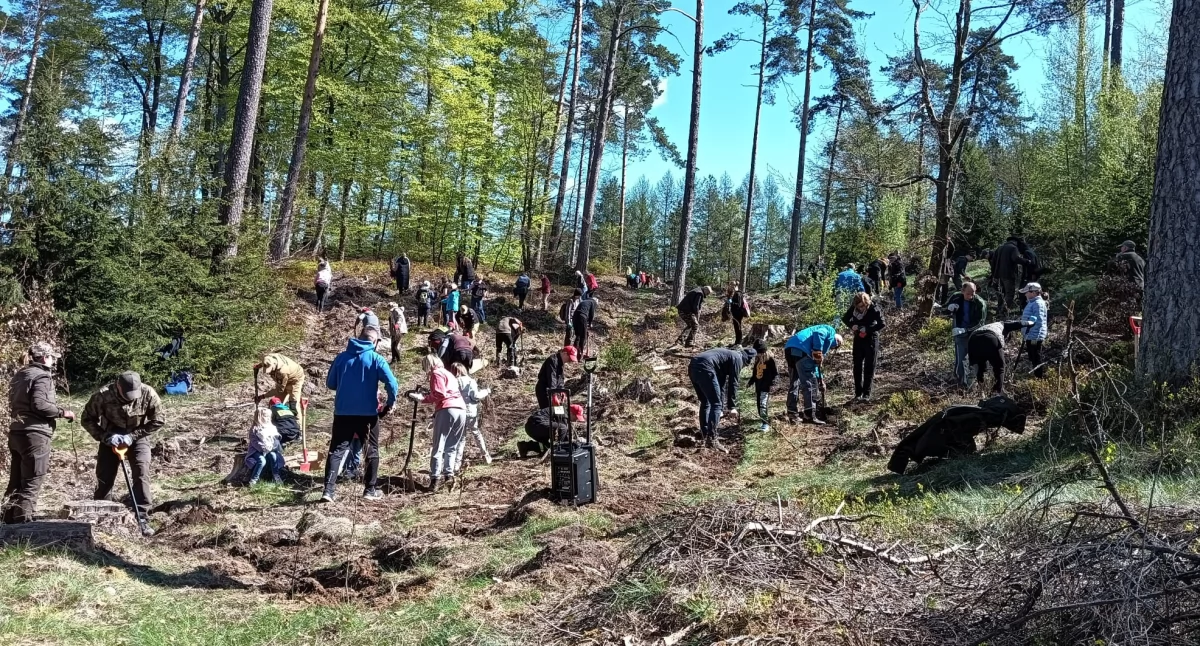 Szymbark. Las łączy – Nadleśnictwo Kartuzy zorganizowało akcję wspólnego sadzenia lasu