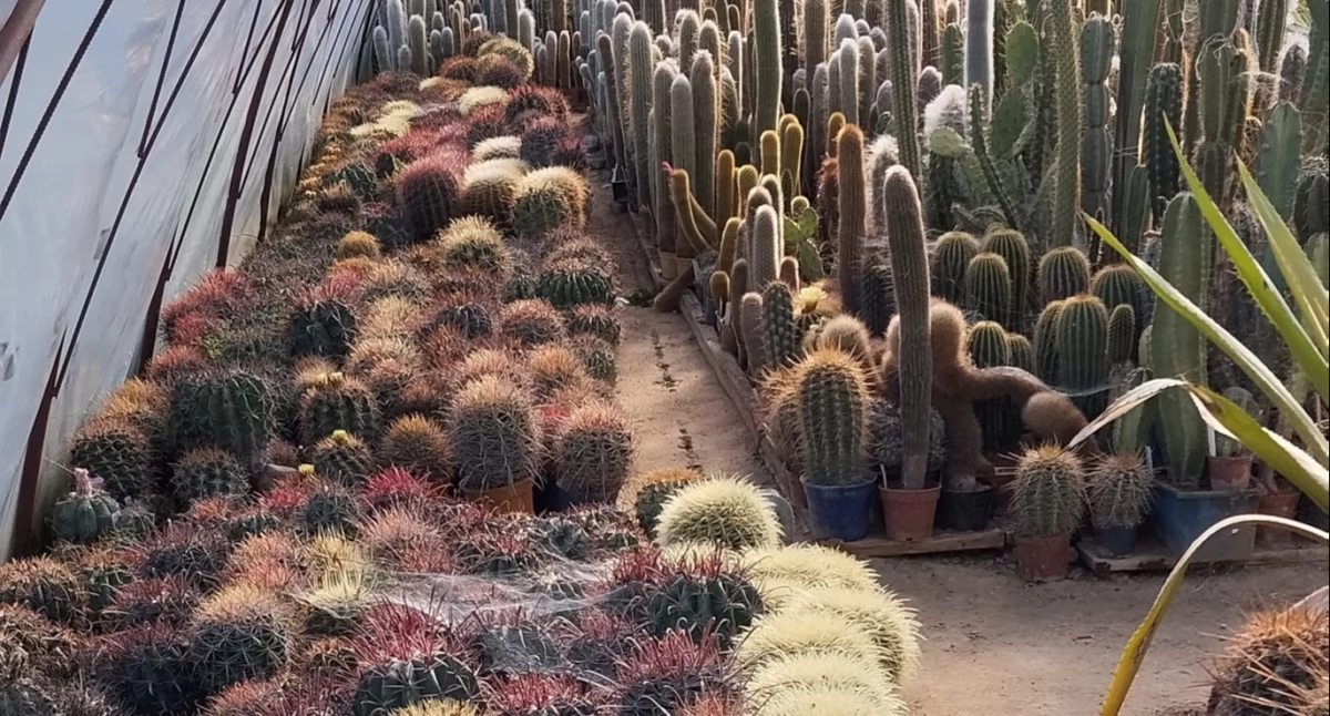 Fundacja Cactusarium zaprasza na Dni Otwarte – odkryj świat kaktusów!
