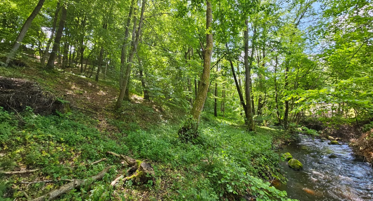 Wilgotne łąki, torfowiska i owady pod ochroną. Nowy rezerwat w gminie Kartuzy