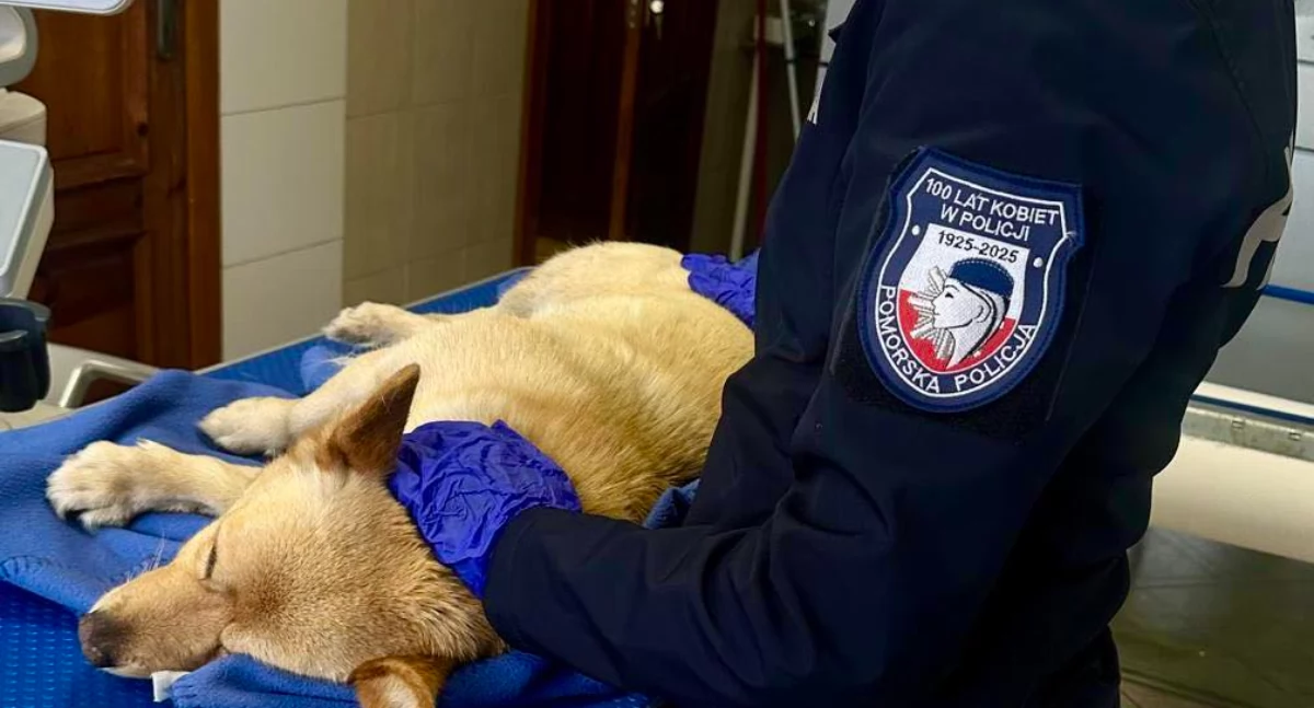 W Dniu Kundelka policjantki z Kartuz uratowały potrąconego psa