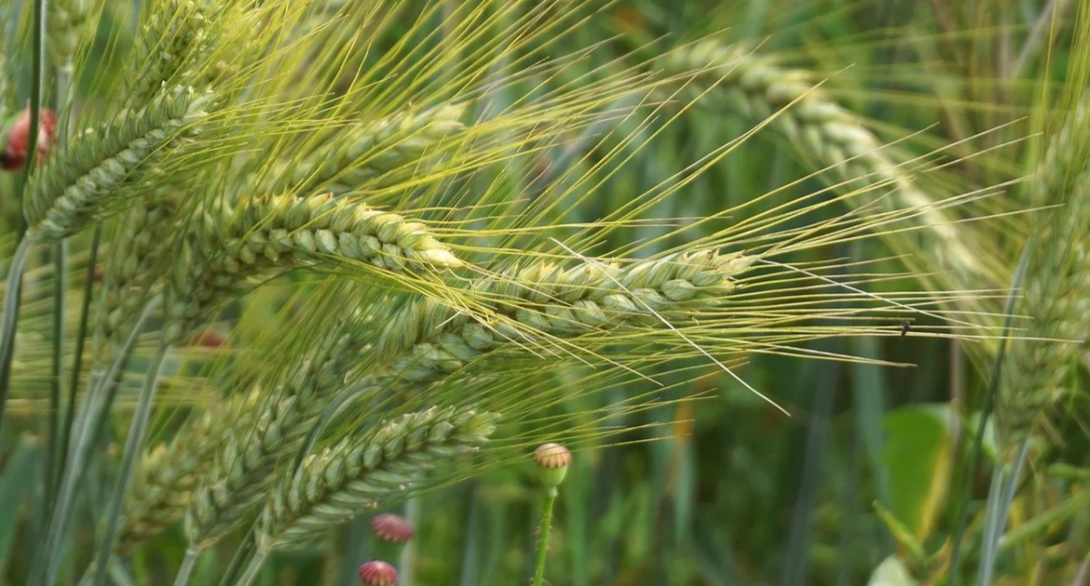 Biologiczne środki ochrony roślin – czy są realną alternatywą dla chemii w uprawach wielkoobszarowych?