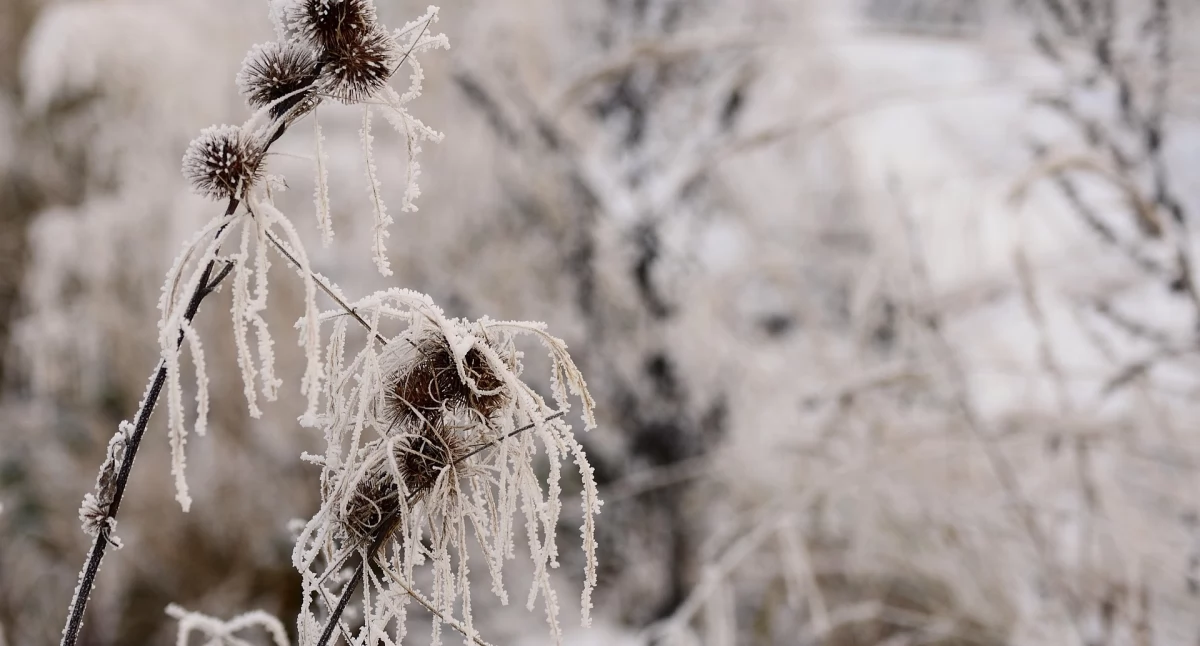 IMGW ostrzega przed silnym mrozem. Temperatury spadną nawet do –17°C