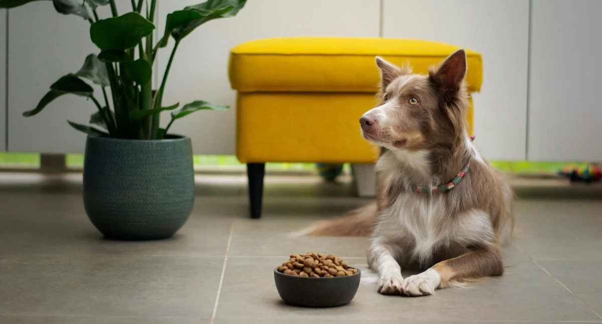 Jak dobierać odpowiednią karmę dla psa