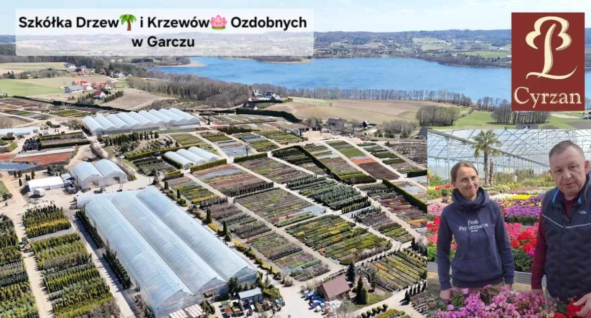 Jedno drzewko?! Rośliny same wskakiwały do auta!
