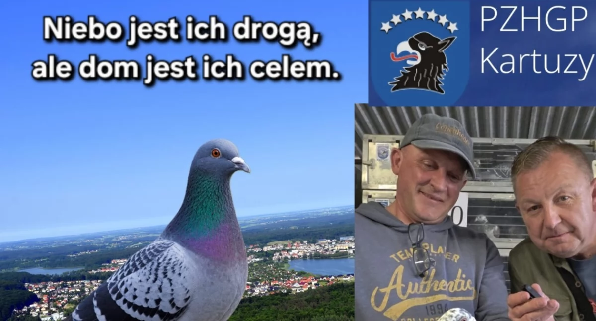 Hodowcy z kartuskiego oddziału PZHGP. Łączy ich miłość do gołębi