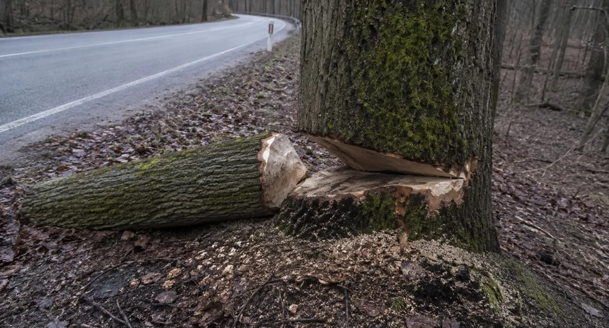 Ktoś znów podciął kilkanaście drzew przy drodze. Policja szuka sprawców