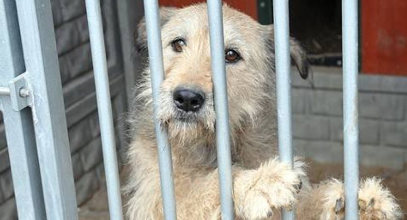 Świąteczna paka dla animalpsiaka - włącz się do akcji i pomóż zwierzakom ze schroniska w Kościerzynie