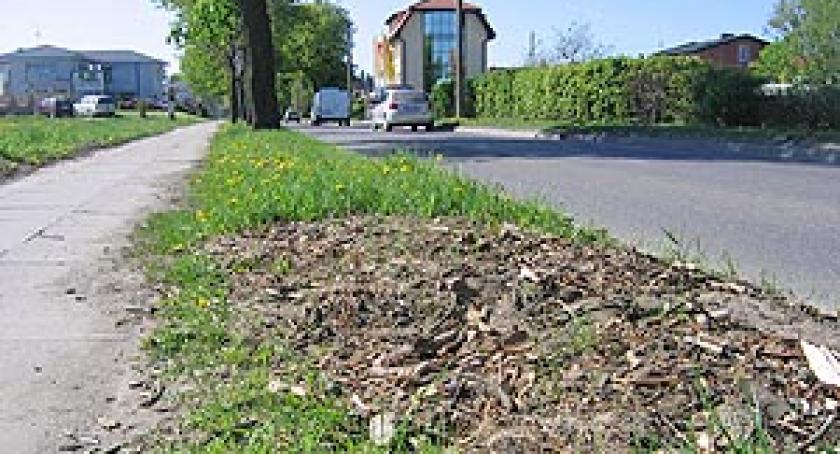 Kartuzy. Wycięto osiemnaście kasztanowców