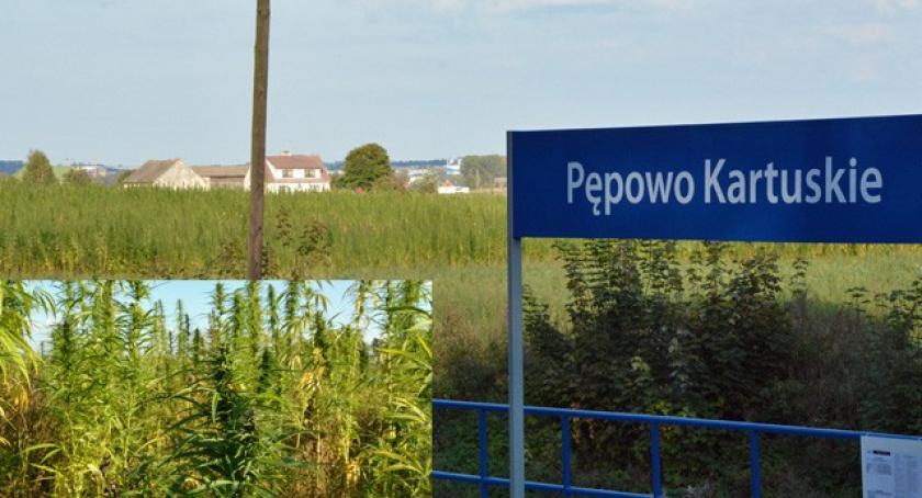 2-hektarowa plantacja konopi w Pępowie