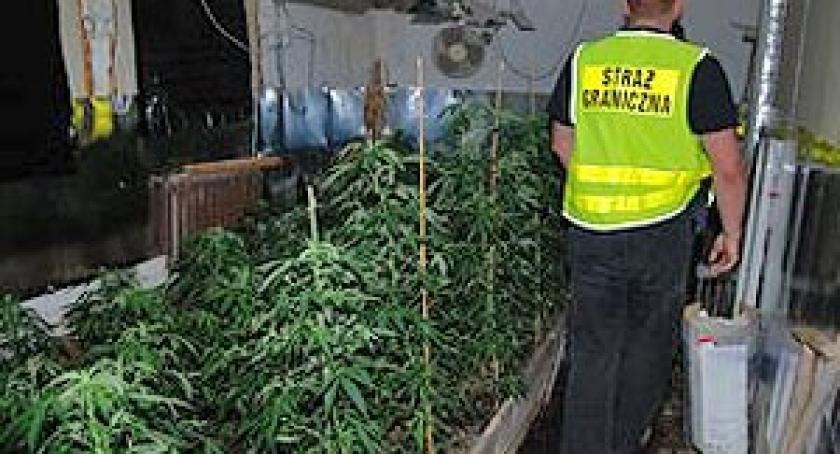Stężyca. Zlikwidowano plantację marihuany. Zatrzymano jedną osobę