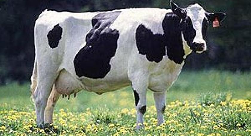 Nowe wymogi unijne dla rolników od stycznia