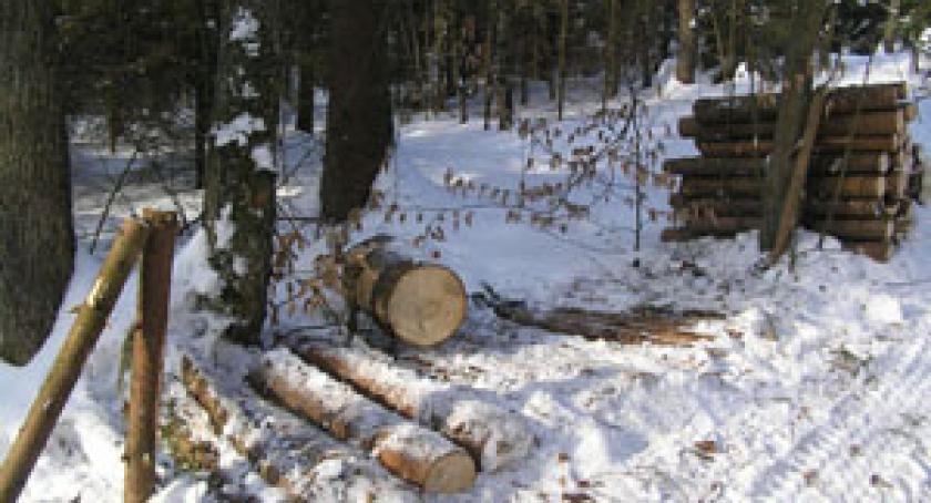 Mrozy sprzyjają kradzieży drzewa