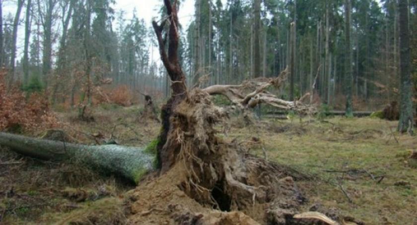 Kolosalne straty po wichurach w kartuskich lasach