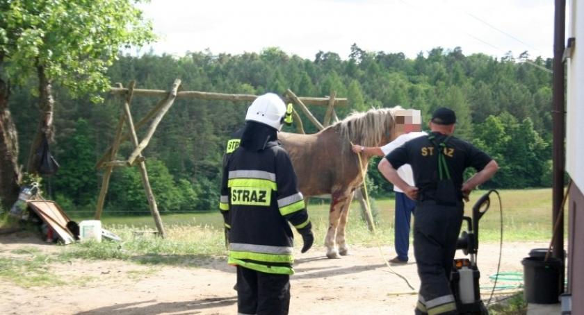 Mezowo. Strażacy uratowali konia, który wpadł do szamba