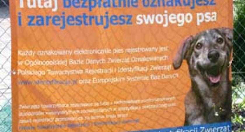 Kartuzy. Zaczipuj swojego psa za darmo. Akacja znakowania potrwa do końca roku