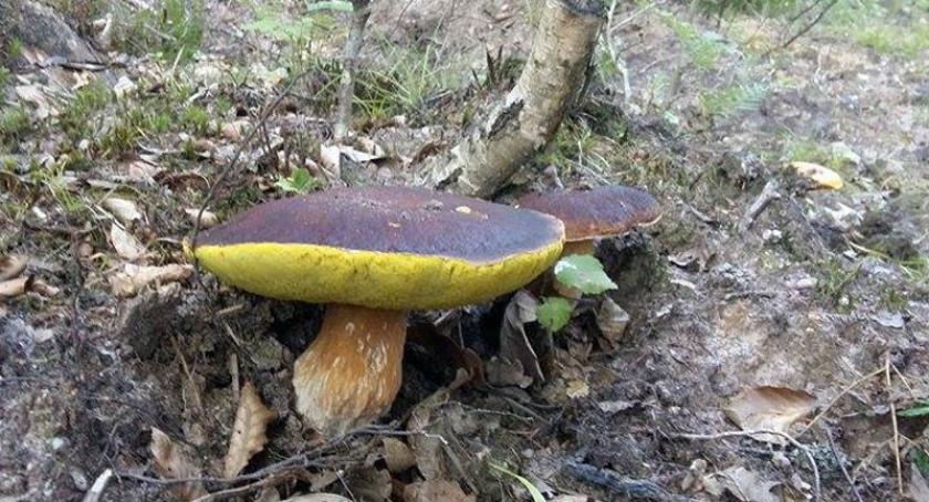 Początek sierpnia sezonem na grzyby, teraz czekamy na dalszą część