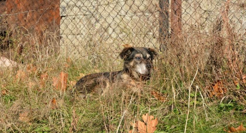 Kartuzy. Był zziębnięty i głodny - pomogli strażnicy miejscy