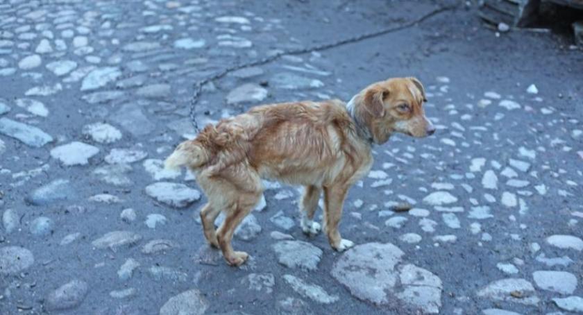 Szymbark. Animalsi uratowali wygłodzone i zaniedbane psy, właścicielką - przyszła technik weterynarii
