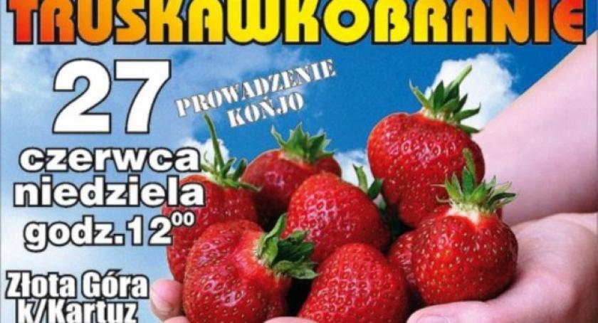 Za tydzień Truskawkobranie