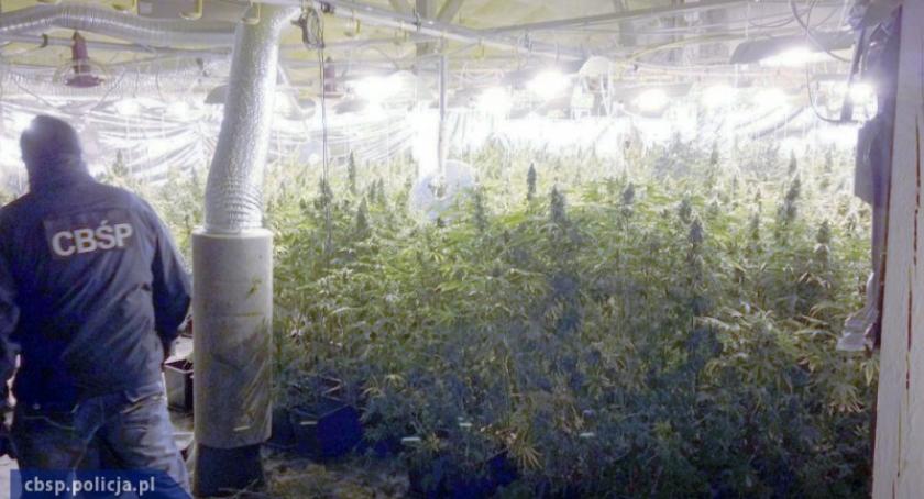 Funkcjonariusze CBŚP zlikwidowali dwie duże plantacje konopii indyjskich w powiecie kartuskim