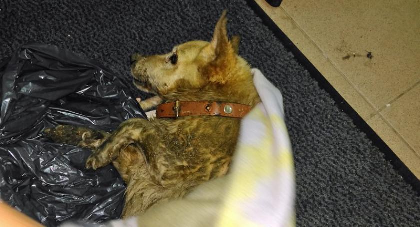 Żukowo. Słabowidząca, niedosłysząca i schorowana czekała na pomoc