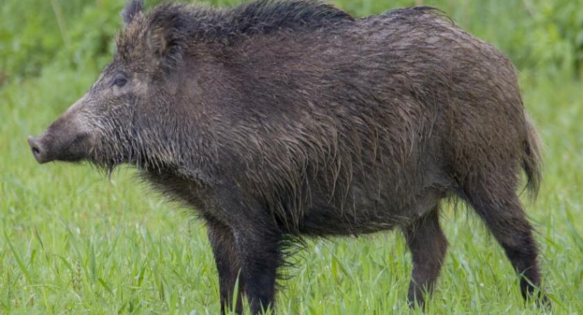 Pomorze obawia się afrykańskiego pomoru świń - rusza wielka inwentaryzacja dzików
