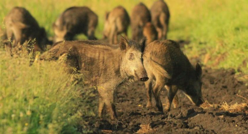 Lasy Nadleśnictwa Kartuzy po inwentaryzacji - dzików jest zbyt dużo