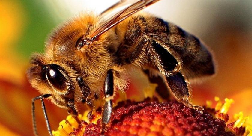 Pszczoły wymierają przez groźną chorobę - już dwa ogniska w powiecie kartuskim