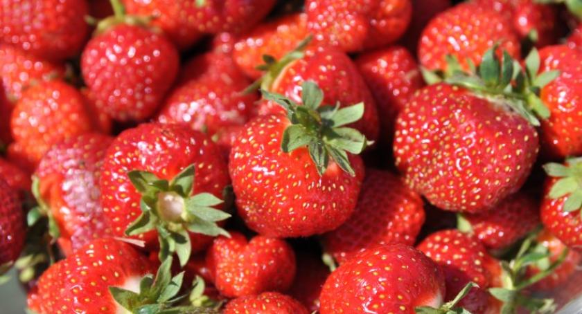 Powiat. Wsparcie dla producentów truskawek kaszubskich