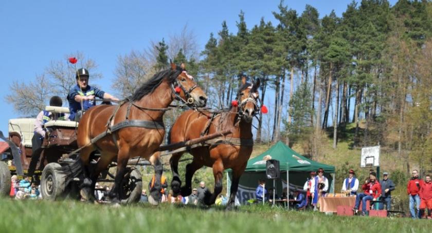 Wiśta Wio w Ostrzycach, czyli zawody woźniców na kaszubską nutę