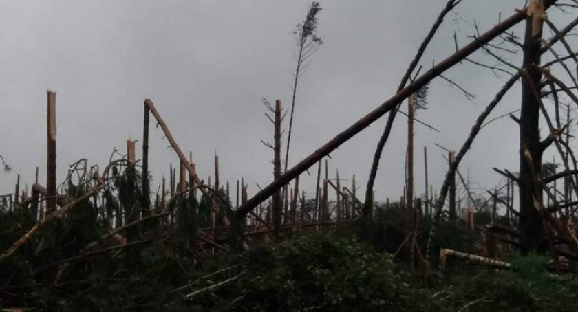 Uwaga! Służby przestrzagają przed leśnymi spacerami