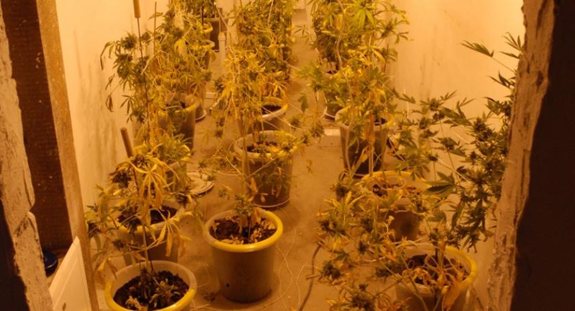 Hodował marihuanę - plantację zlikwidowali strażnicy graniczni
